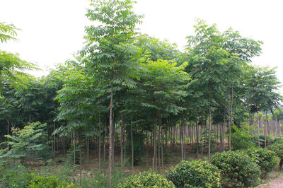 百草園苗木銷售中心 供應(yīng)優(yōu)質(zhì)6m欒樹 防護(hù)樹 優(yōu)質(zhì)欒樹 行道樹 欒樹苗 綠化苗木 欒樹供應(yīng) 欒樹價格圖片_高清圖_細(xì)節(jié)圖-沭陽縣百草園苗木銷售中心