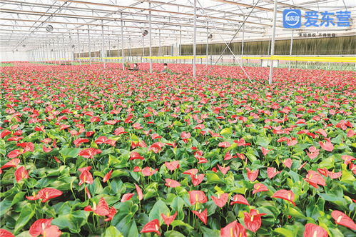 堅定不移推動高質量發展 鮮花拓開富民路