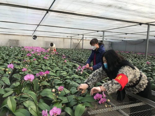 伸援手 獻愛心 西青區王蘭莊村婦聯線上助力西青夢森蘭花卉種植基地認購公益活動