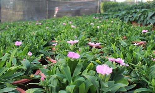 快看 2023年企石鎮(zhèn)迎春購花點(diǎn)和花卉種植場在這里