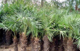 棕櫚樹苗 供應(yīng)棕櫚樹苗 陜西棕櫚樹苗