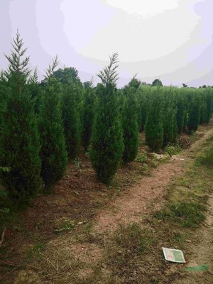 安徽綠化苗木天順園林園藝場