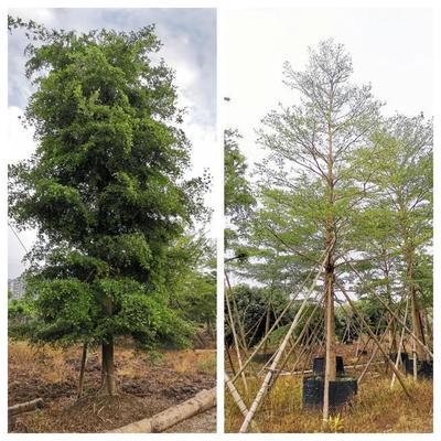 苗倉會員風采|粵創:成功打通定制苗木之路