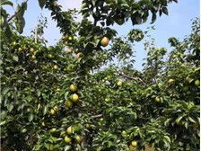 產品展示 深州市華仁苗木 必途推薦