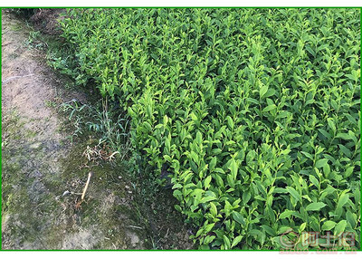 【福鼎大白茶苗價格】福鼎大白茶苗價格,價格,廠家,供應商,花木、果木種苗,雅安市名山區(qū)惠農(nóng)苗木種植農(nóng)民專業(yè)合作社 - 產(chǎn)品庫