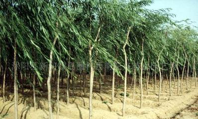 【法桐、櫻花、桂花、龍柏、垂柳--綠化苗木!】價(jià)格_廠家_圖片 -