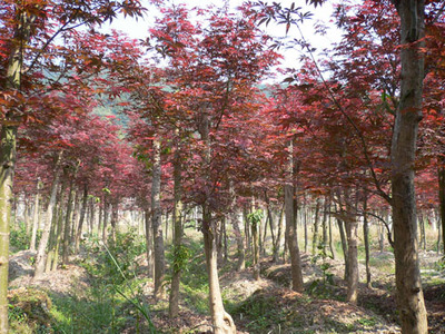 紅楓浙江杭州專業(yè)種植,配送各類蕭山綠化苗木常規(guī)品種-浙江蕭山新街盈中苗木種植場(chǎng)商鋪供應(yīng)列表-第1頁