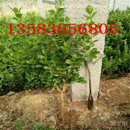 青州市浩嘉花卉苗木園藝場(chǎng) 熱賣促銷 阿土伯網(wǎng)