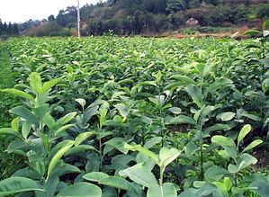 好苗木就選深山含笑 九江深山含笑供應(yīng) 好服務(wù) 誠(chéng)信商 江西深山含笑苗木