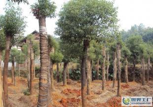 行道綠化苗木 10-12公分米徑切桿移植香樟_農(nóng)副產(chǎn)品_世界工廠網(wǎng)中國(guó)產(chǎn)品信息庫