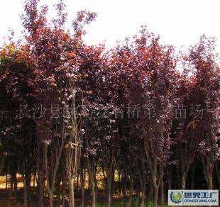 低價(jià)0綠化苗木優(yōu)美喬木紅葉李(批發(fā))_農(nóng)副產(chǎn)品_世界工廠網(wǎng)中國(guó)產(chǎn)品信息庫