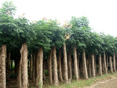 浙江金華苗木直銷(xiāo)處