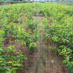 新聞資訊 特高產(chǎn)桃樹苗供應 中油蟠5號桃苗新品種供應 公司 歡迎您