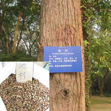 【杉苗木】最新最全杉苗木 產品參考信息