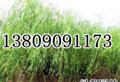 【長(zhǎng)期各種規(guī)格垂柳,樹(shù)形優(yōu)美,冠幅勻稱(圖)】?jī)r(jià)格_廠家_圖片