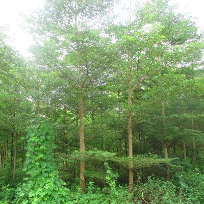 【急 急 急 8000棵步步高(發(fā)財(cái)樹)風(fēng)景樹急需銷售】批發(fā),供應(yīng),價(jià)格,廠家,雙魚和玉-中國(guó)惠農(nóng)網(wǎng)