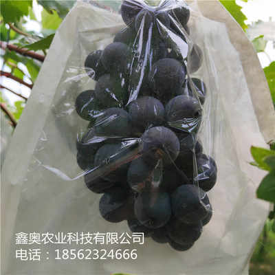 公司報(bào)價(jià) 黑芭拉蒂葡萄樹苗品種豐富 鑫奧農(nóng)業(yè) 歡迎你