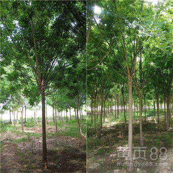 【綠化苗木國(guó)槐10公分國(guó)槐國(guó)槐報(bào)價(jià)原生冠】-