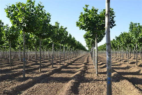 18公分速生法桐價格 速生法桐 鴻福苗木產品優(yōu)良