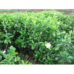 湖南綠化苗木批發 綠化苗木供應 綠化苗木廠家 