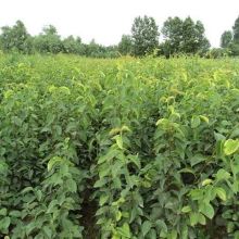 泰安高新區永盛苗木園藝場 供應產品