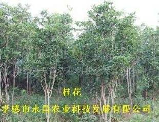 供應孝感市永昌農業科技發展批發綠化苗木桂花_農副產品_世界工廠網中國產品信息庫