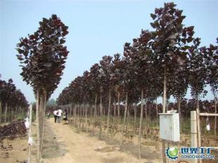 供應(yīng)全紅楊、紅桂、紅葉石楠等綠化苗木_農(nóng)副產(chǎn)品_世界工廠網(wǎng)中國產(chǎn)品信息庫