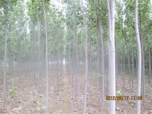 山東毛白楊苗木價格_農(nóng)副產(chǎn)品_世界工廠網(wǎng)