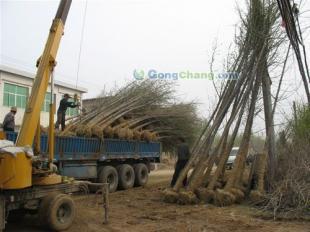 供應(yīng)山東25公分優(yōu)質(zhì)銀杏苗木,承包小區(qū)綠化工程,各種綠化苗木,山東夢強銀杏基地_安全防護_世界工廠網(wǎng)中國產(chǎn)品信息庫