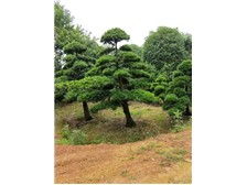 長沙市雨花區(qū)瑞達(dá)綠化苗木場產(chǎn)品展示