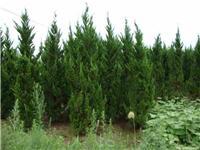 找鄢陵河南檜的苗木價格價格、圖片、詳情,上一比多_一比多產品庫