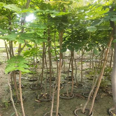 紫藤產(chǎn)業(yè)：廠家直銷、生產(chǎn)基地與園林綠化的完美結(jié)合