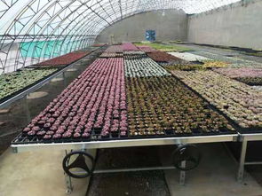 安平縣漢明育苗設備廠 專業助力林業種植，高效育苗設備引領行業