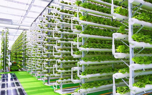 菜農的黃昏 數字農業時代下，90%蔬菜將來自工廠化種植