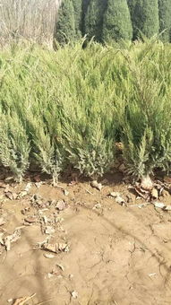 定州市盛大園林苗木基地入駐苗木通平臺，致力精品苗木發展