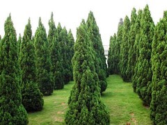 青州綠化苗木 選購優(yōu)質(zhì)綠化苗木，首選聚寶花卉苗木