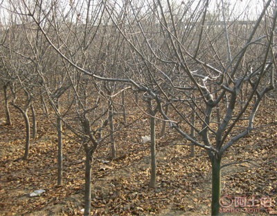 泰安青聯苗木 專業供應優質垂絲海棠，打造高性價比綠化方案